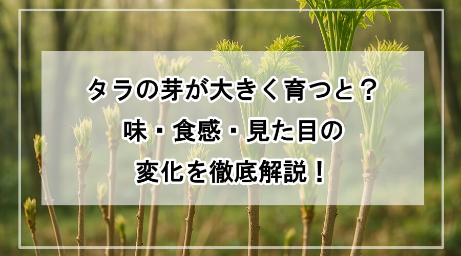 春の山で自然に育ちすぎたタラの芽が枝先に生い茂る様子。背景には柔らかな光に包まれた森が広がり、新芽と成長した芽の違いがわかる写真。